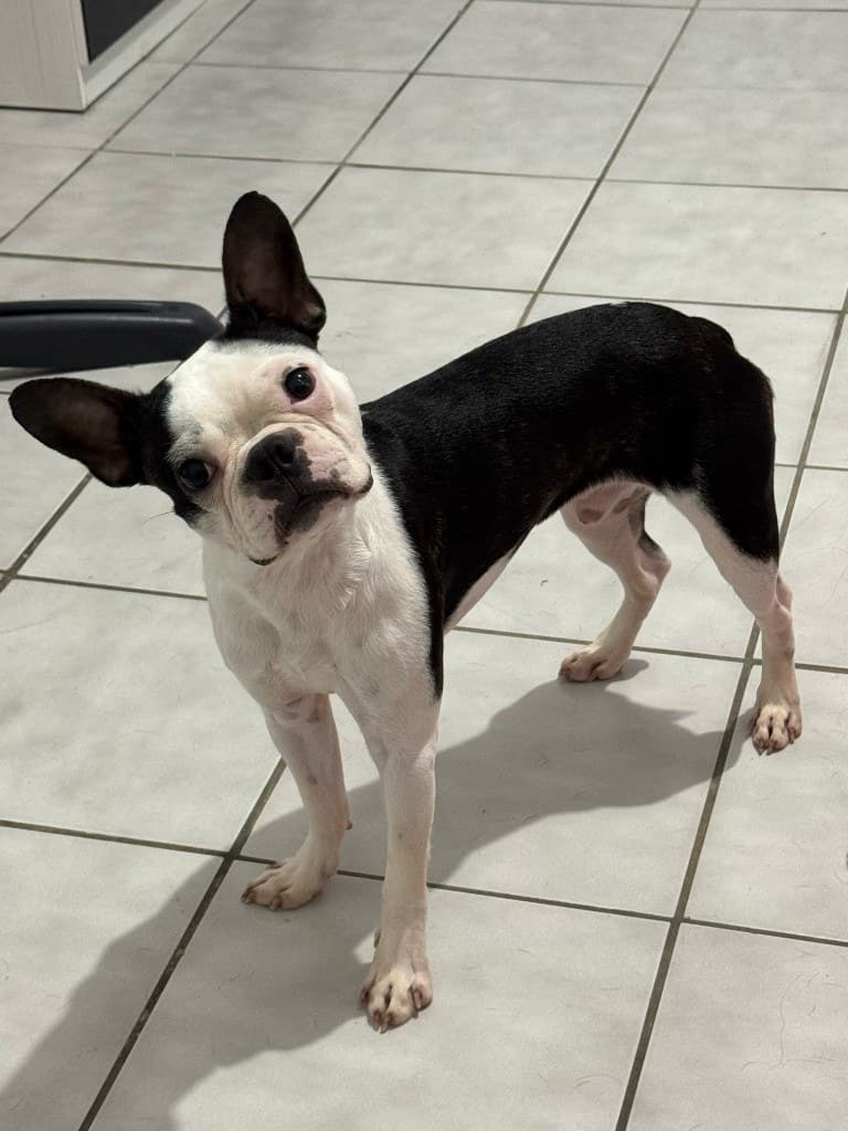 Milo